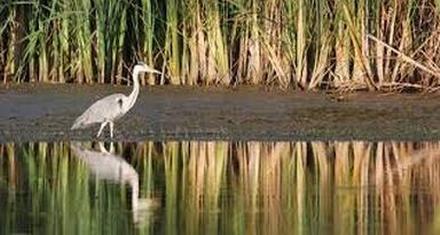 Micron Wetland Mitigation